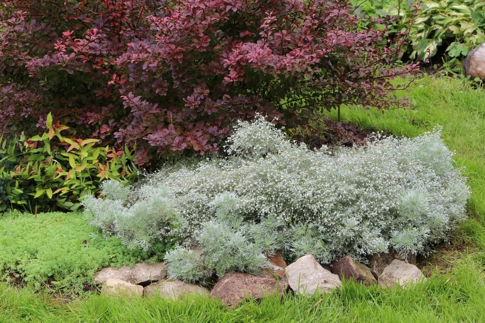 mat forming Artemisia schmidtiana in a rocky autumnal garden