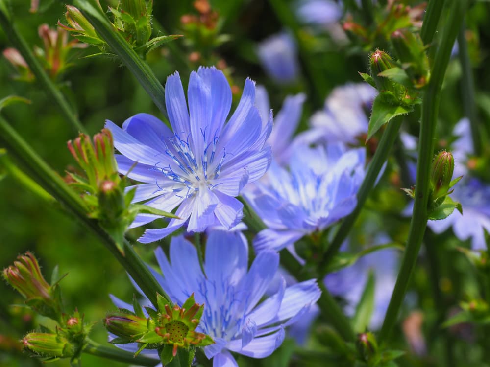 beautiful light blue flowers of common chicory plant