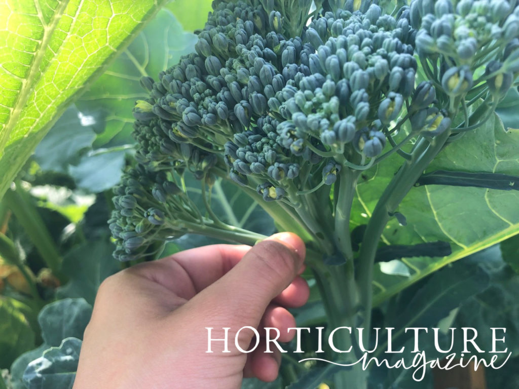 A broccoli plant head with a hand holding one of its florets. 