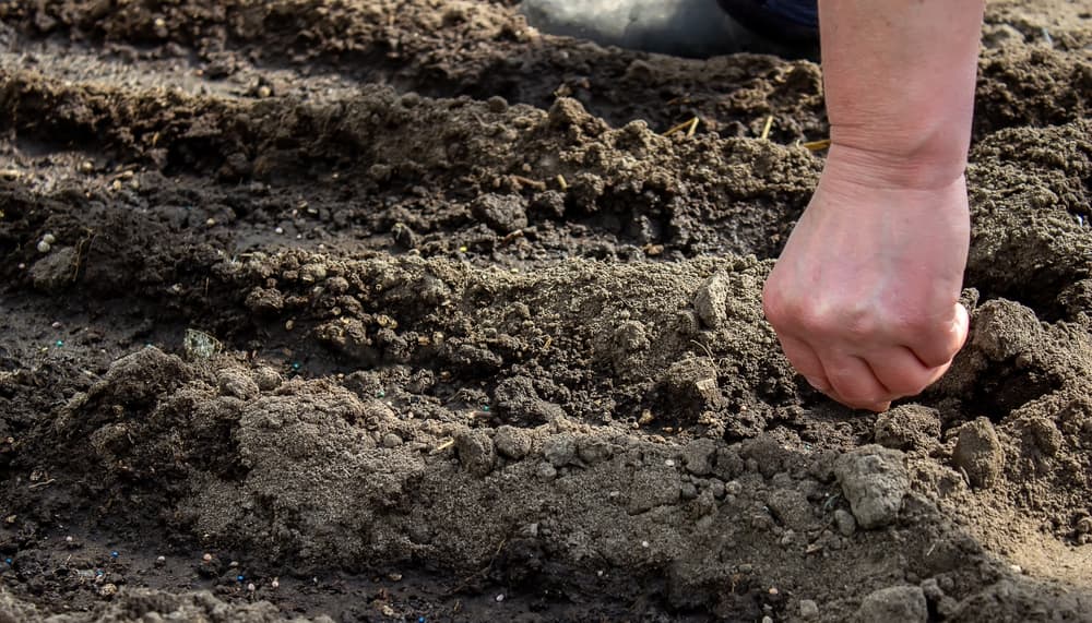 seeds being placed into the rows of soil