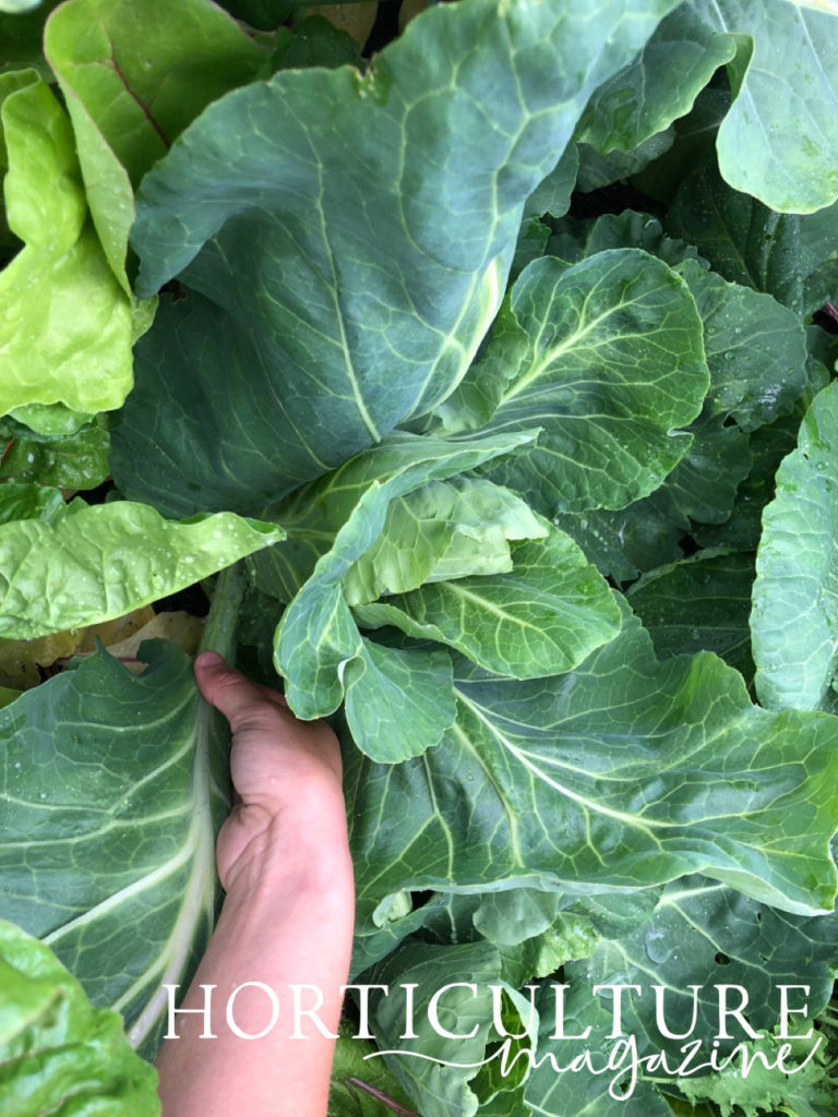 The leaf of a cabbage plant is being held back, ready for the plant to be harvested.