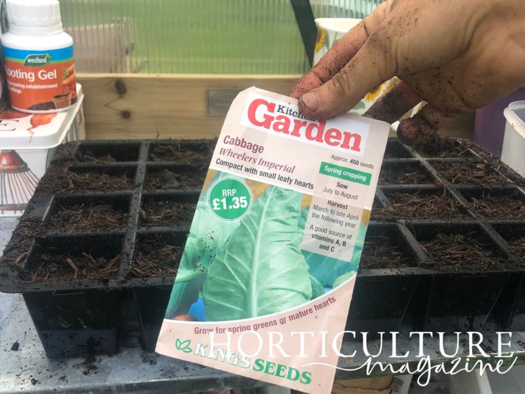 hand holding a packet of cabbage 'Wheelers Imperial' seeds in front of growing equipment