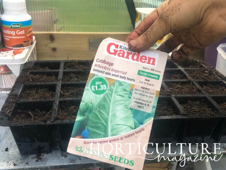 Growing Cabbages From Seed YearRound Horticulture.co.uk