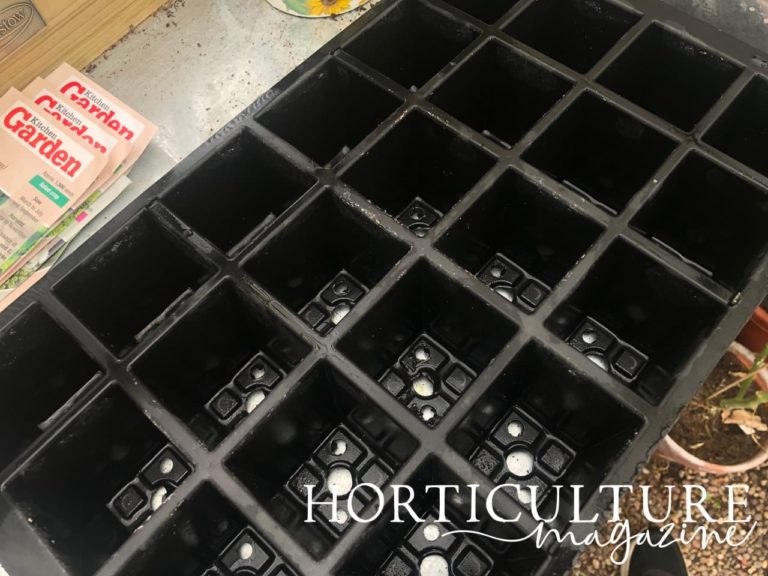 Sowing Onions From Seed In 5 Steps Horticulture.co.uk