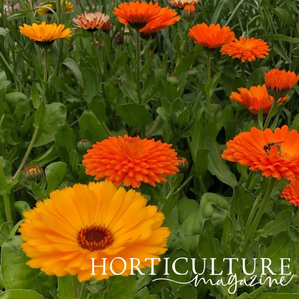 a view of bees harvesting pollen from different varieties of calendula flowers in orange and yellow hues