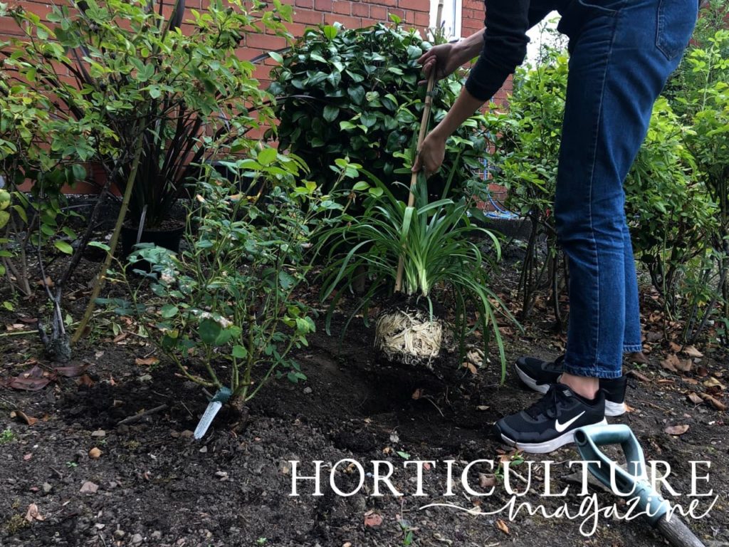 agapanthus being lowered into a prepared planting site in a garden border