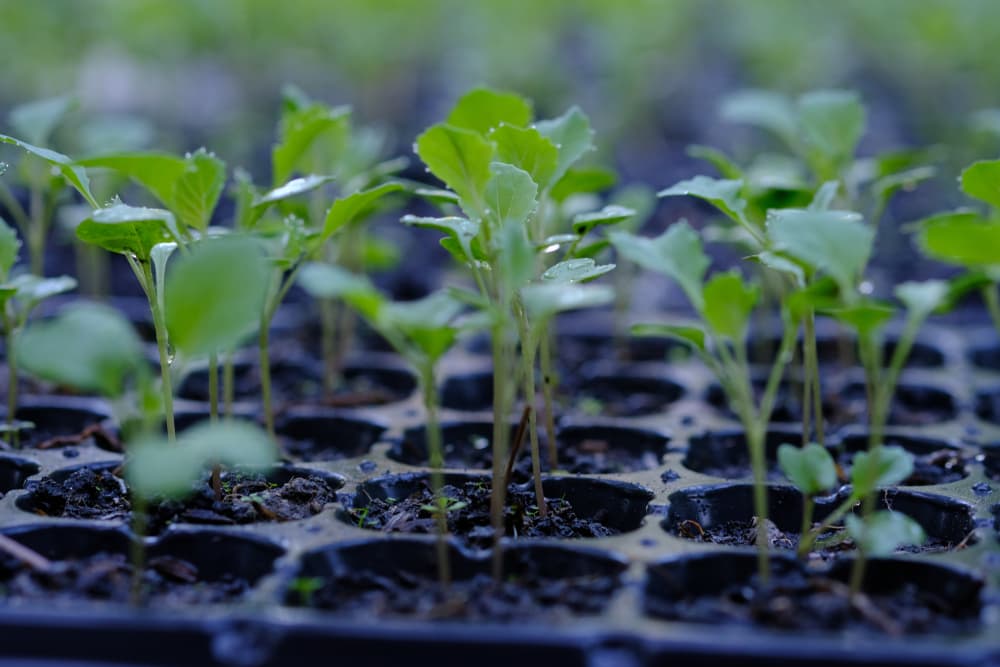 seedlings of cabbage, broccoli and cauliflower in a plastic tray