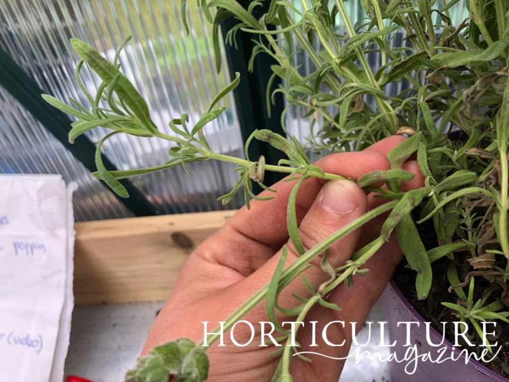 a hand pulling a stem from fresh lavandula shoots