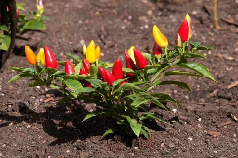 How To Grow Chillies Horticulture Magazine