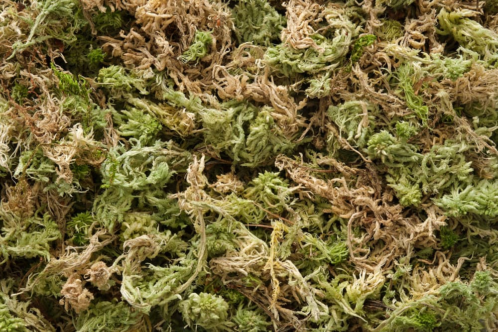 Sphagnum moss