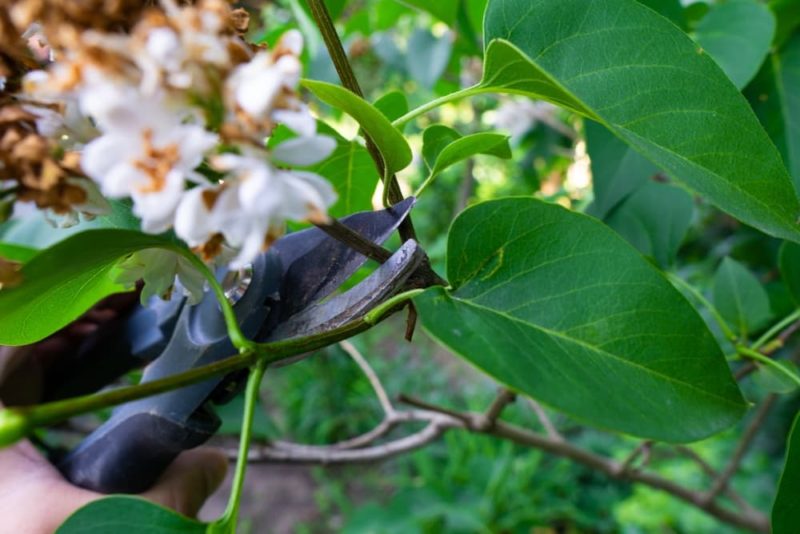 How (And When) To Prune Choisya Ternata Horticulture.co.uk