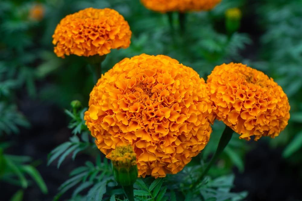 three large round flower heads of T. erecta Inca I Orange