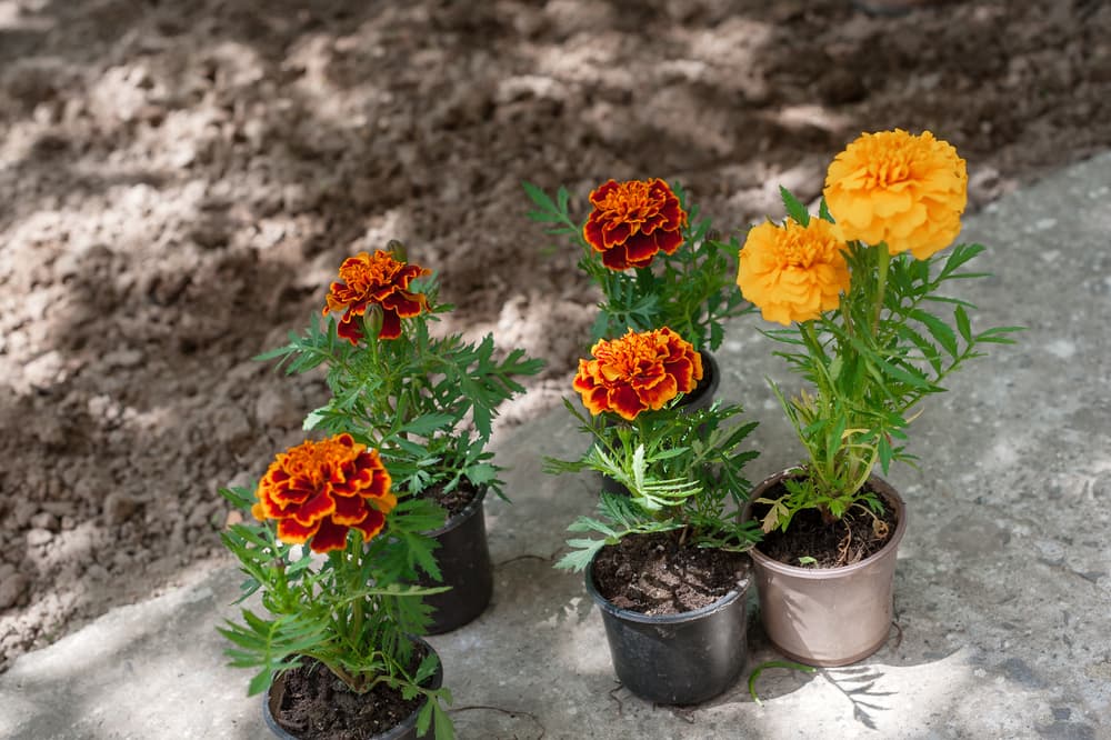 small flowering marigold plants in plastic pots ready for planting out