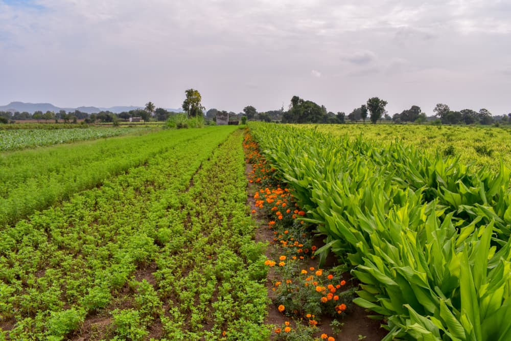 marigolds and green manures used in crop rotation
