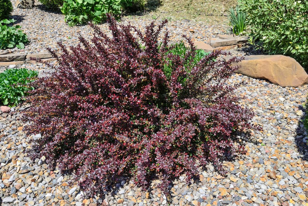 Berberis thunbergii atropurpurea growing from a gravelled area