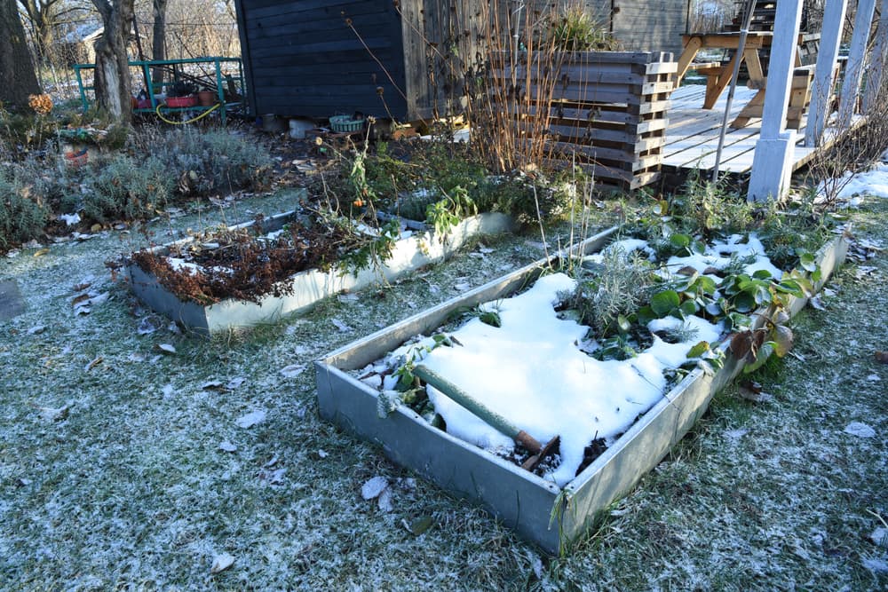 a frosty vegetable garden with raised beds covered in snow and a shed and decking in the background