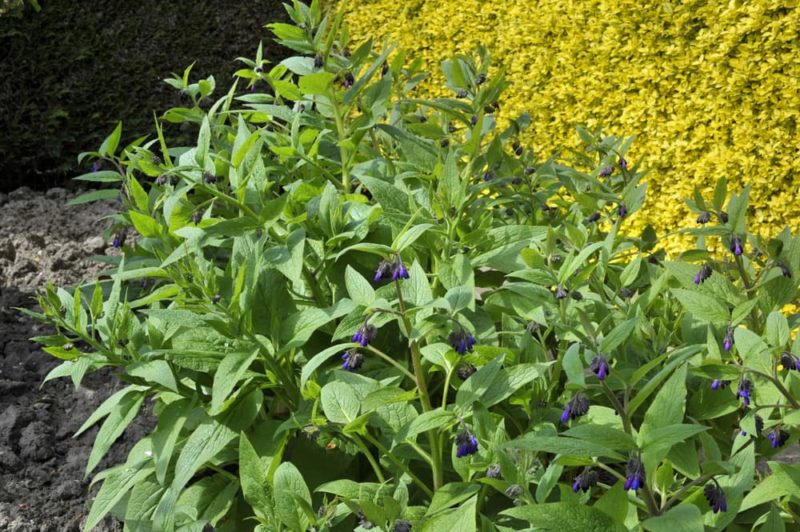 9 Remarkable Comfrey Varieties To Grow Horticulture.co.uk