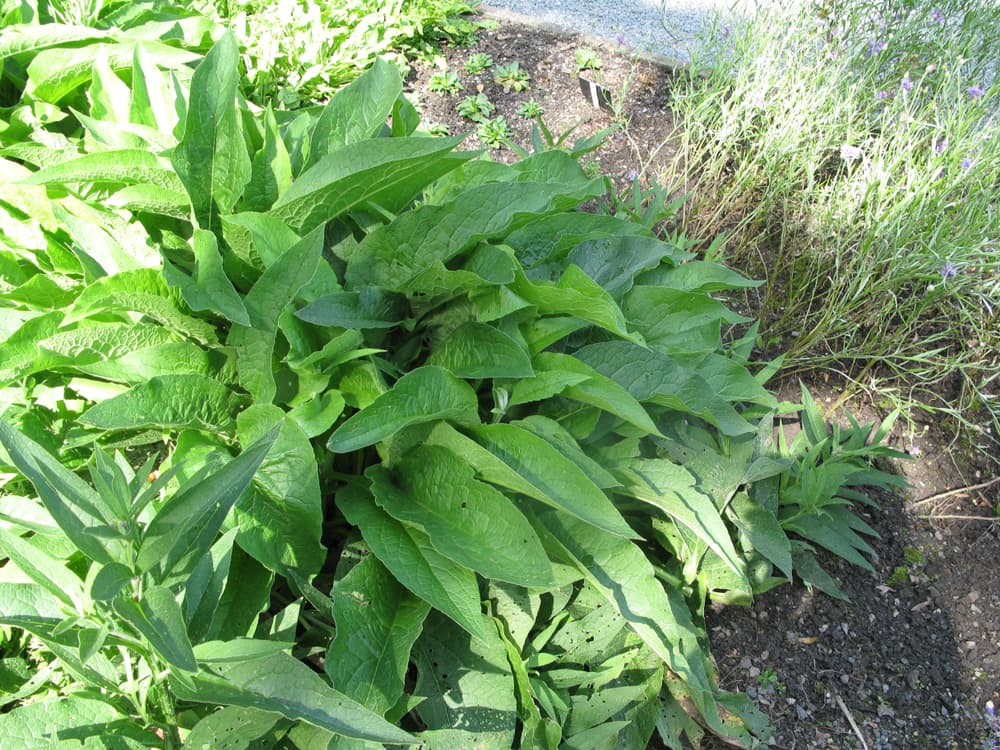 young leafy foliage of an outspread comfrey plant
