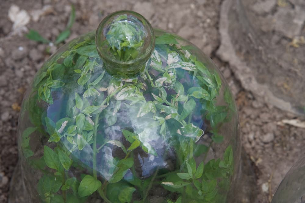 magnified view of a plant growing up against a glass bell-shaped cloche