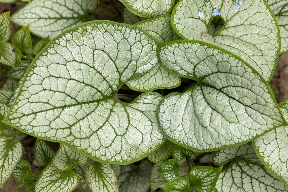 Brunnera macrophylla 'Jack Frost' with patterned silver and green leaves