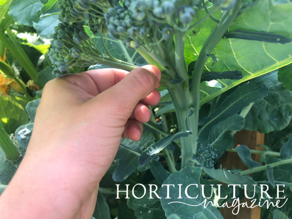 A hand picking a small head of broccoli from its plant.