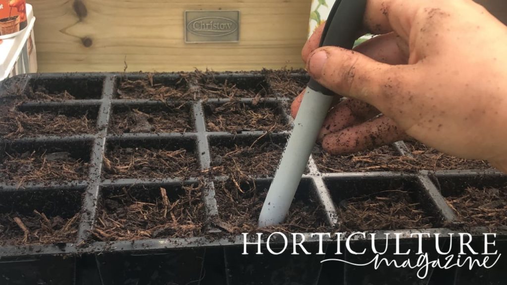 pen being used as a dibber to prepare planting holes in a plastic sowing tray