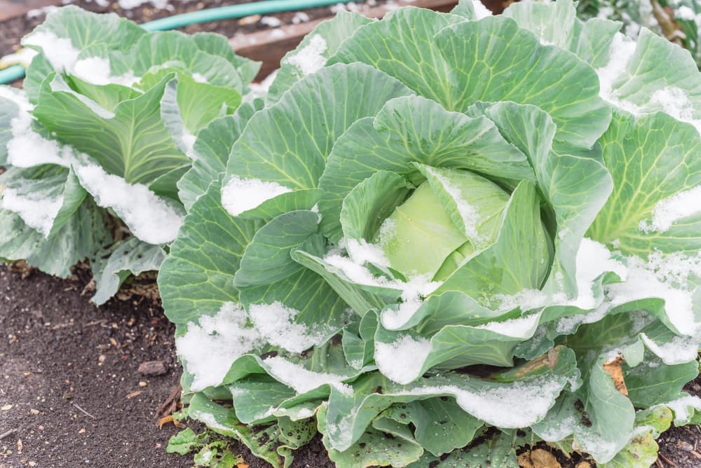 spring cabbage plants covered in snow