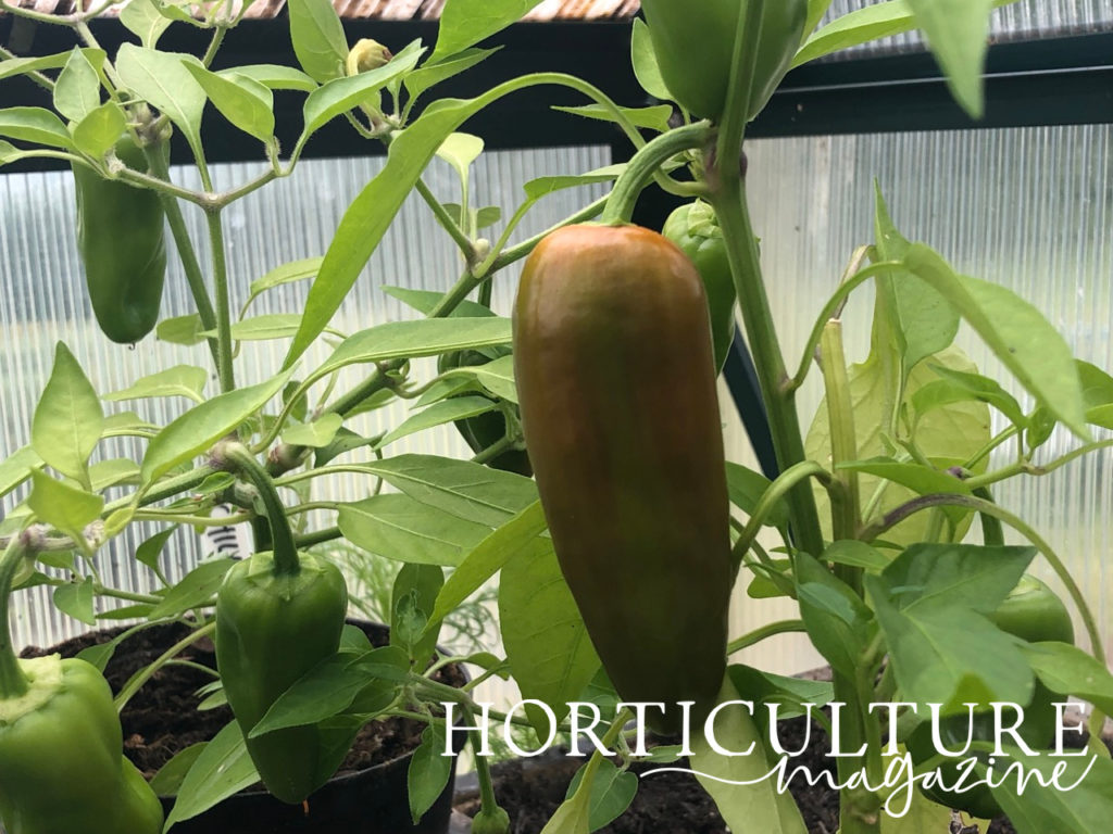 A greenish-orange chilli pepper growing in front of several other pepper fruits and their leaves inside a greenhouse