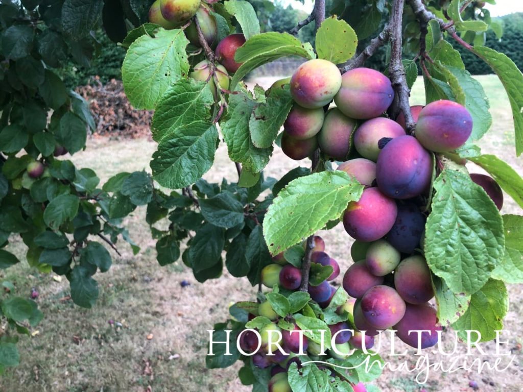ripe plums ready to harvest with dark purple colour and unripened plums with shades of green