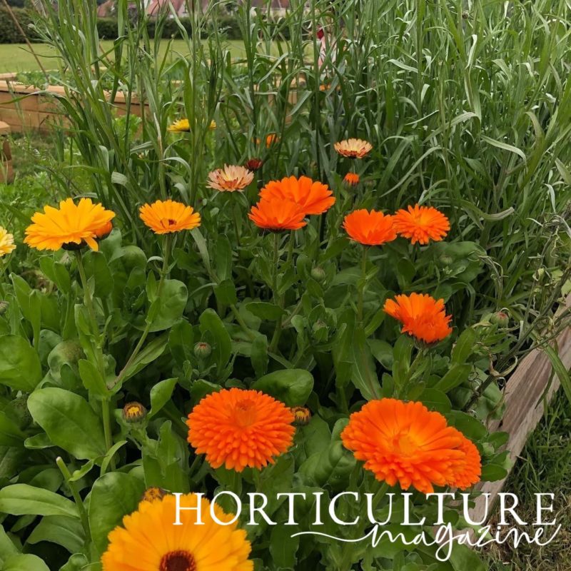 How (And Why) To Deadhead Calendula Horticulture.co.uk