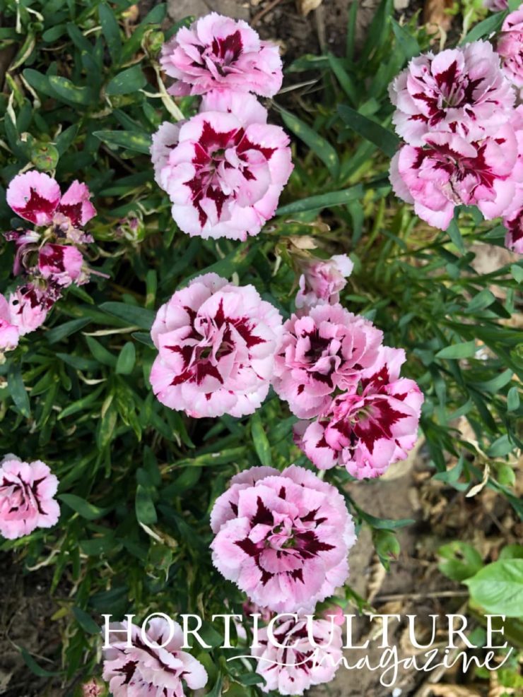 Dianthus Feeding & Watering Guidelines Horticulture.co.uk