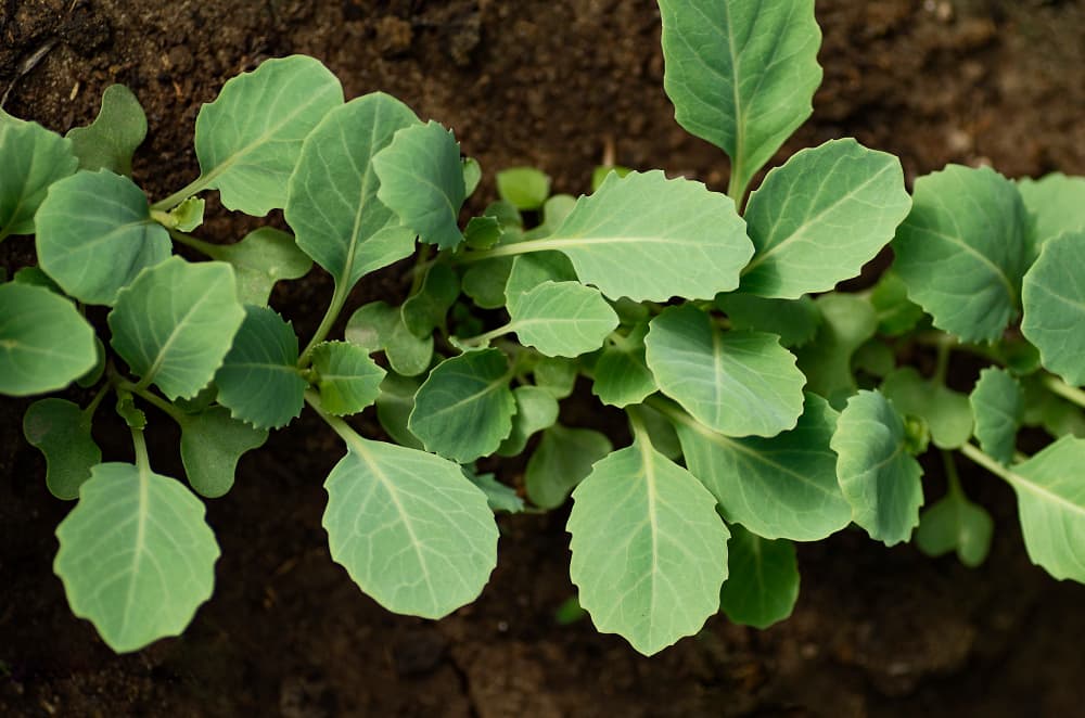 young cabbage seedlings growing from garden soil