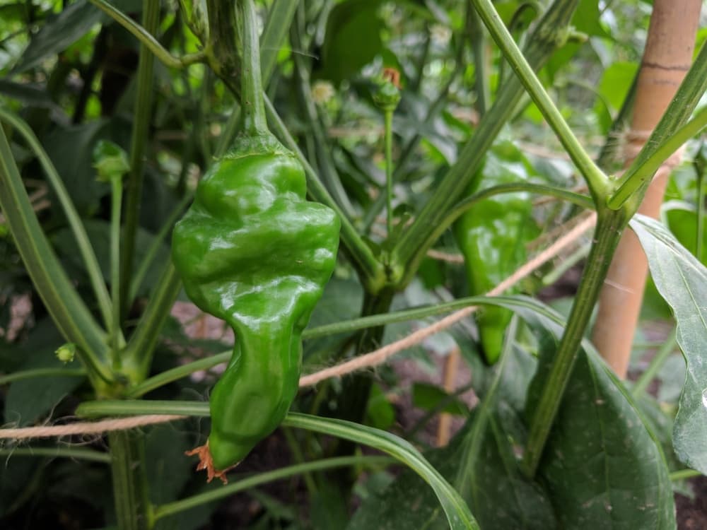 unusual shape of a green Anaheim chilli growing on the plant