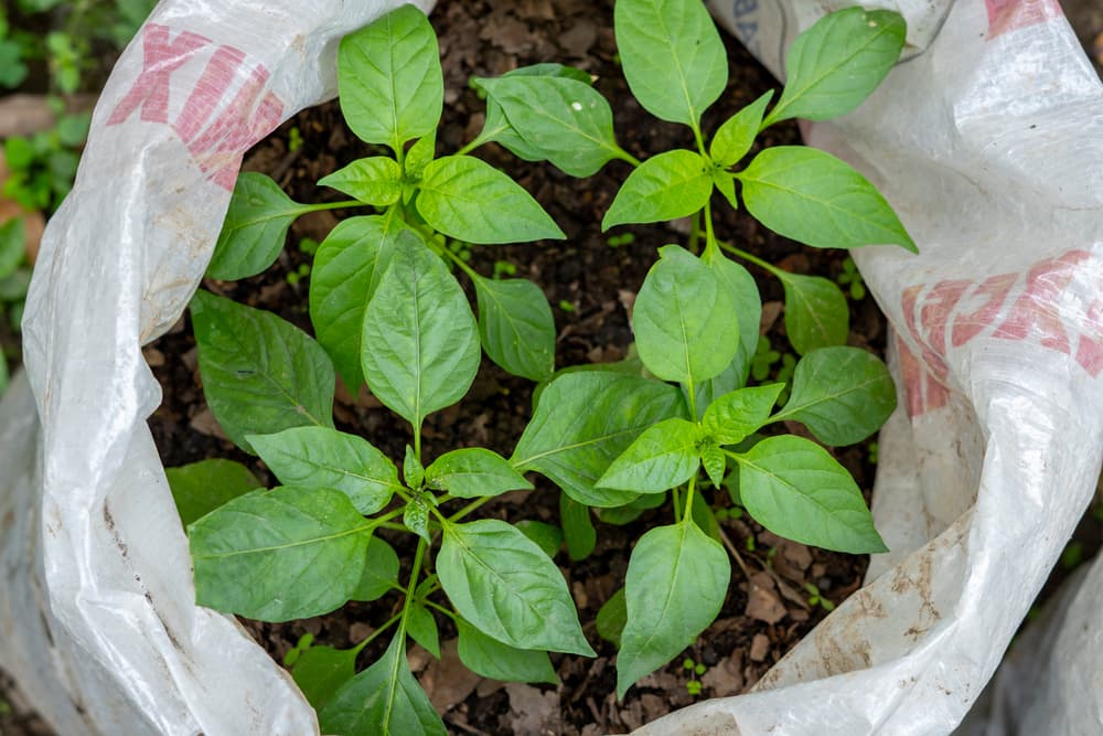 pepper plants without fruit growing from a grow bag