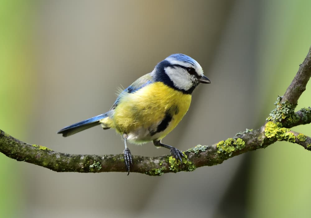 Eurasian blue tit with colours of blue, yellow and white