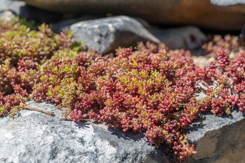 Sedum album coral carpet growing across grey rocks