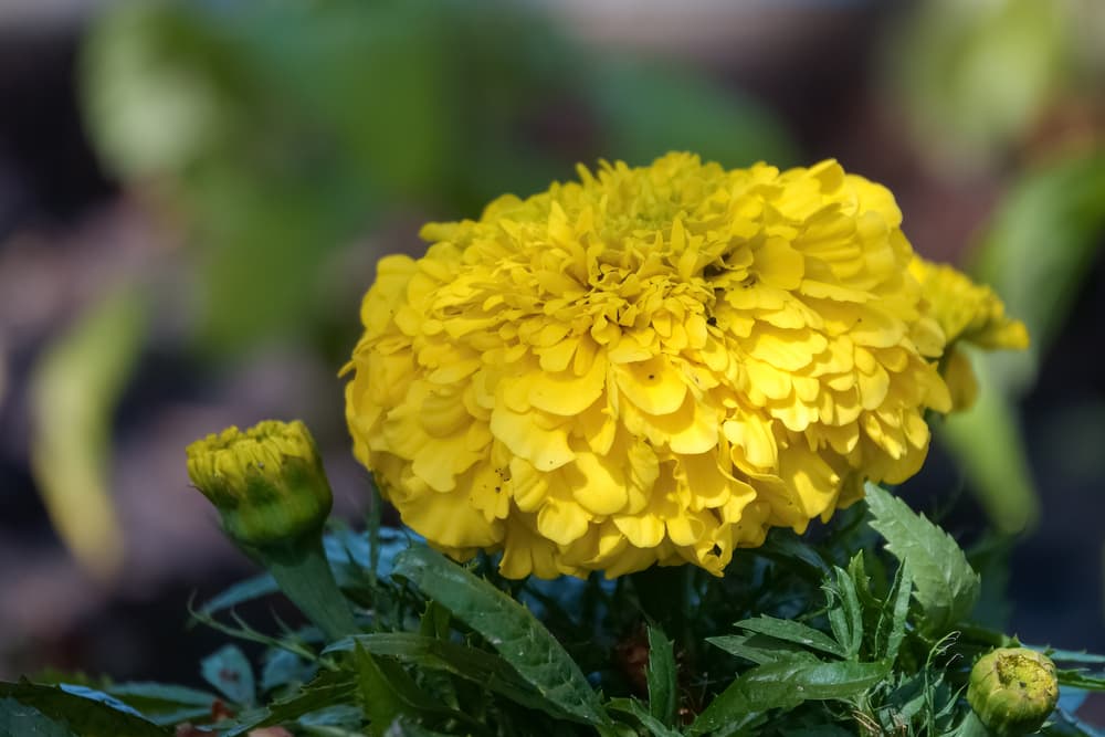 T. erecta ‘Kushi Mix’ with frilly yellow petals
