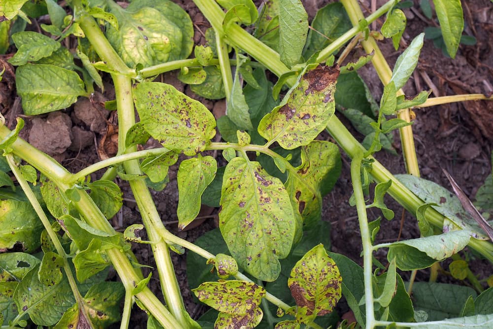 foliage of a potato plant visibly affected by early blight