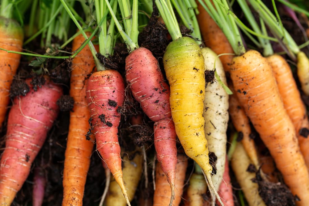 freshly picked rainbow carrots in orange, red, yellow and white