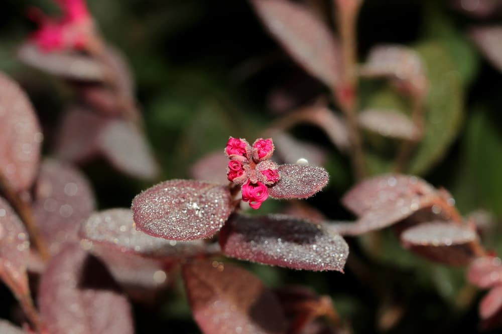 magnified view of Chinese Witch Hazel ‘Burgundy’ with tiny pink flowers