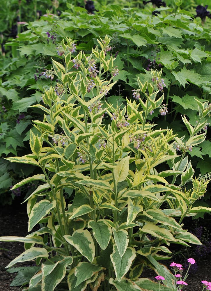 Variegated Russian Comfrey growing upwards