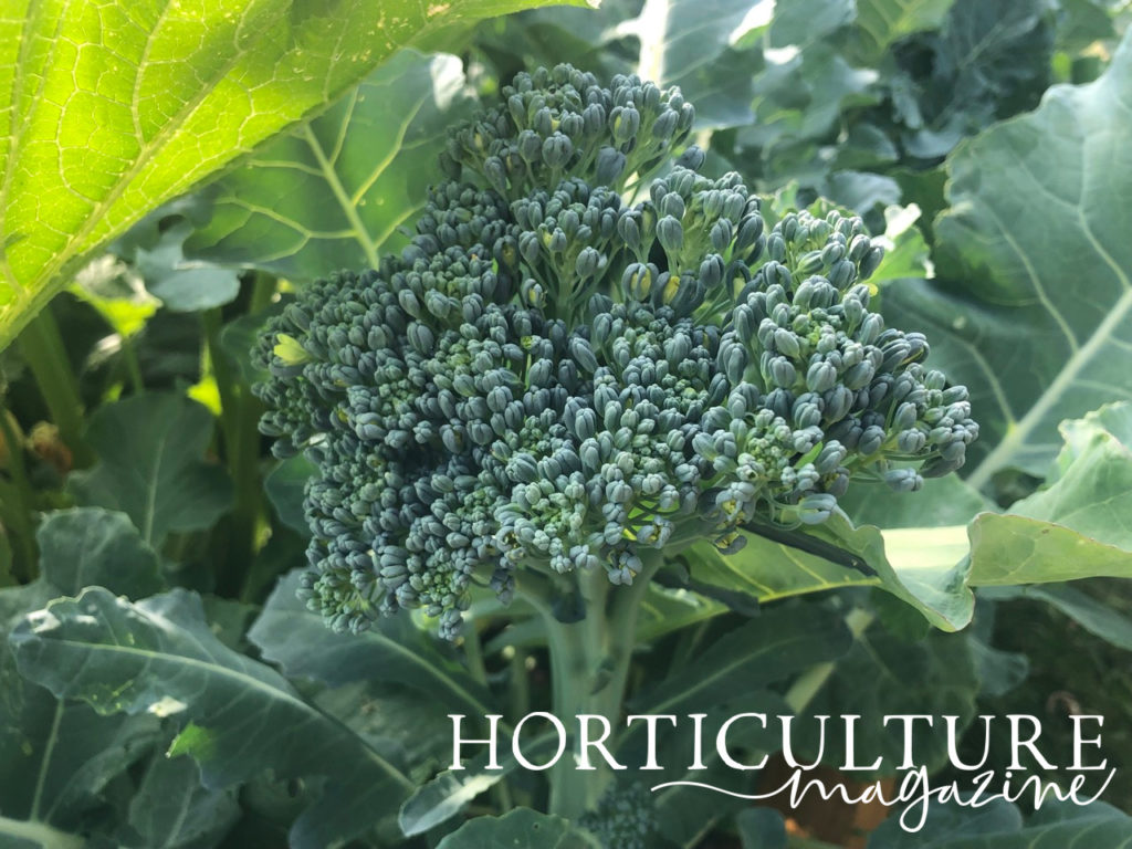 A close-up of the head of a broccoli plant with its leaves growing in the background.