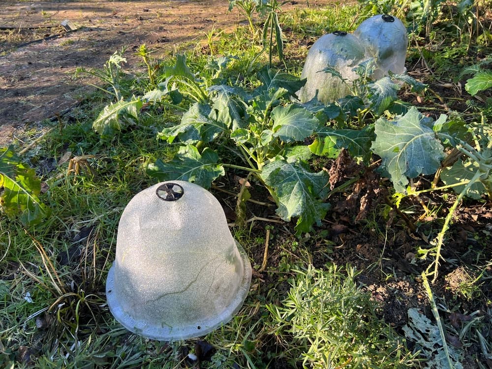 frost covered cloches shown in a winter vegetable patch