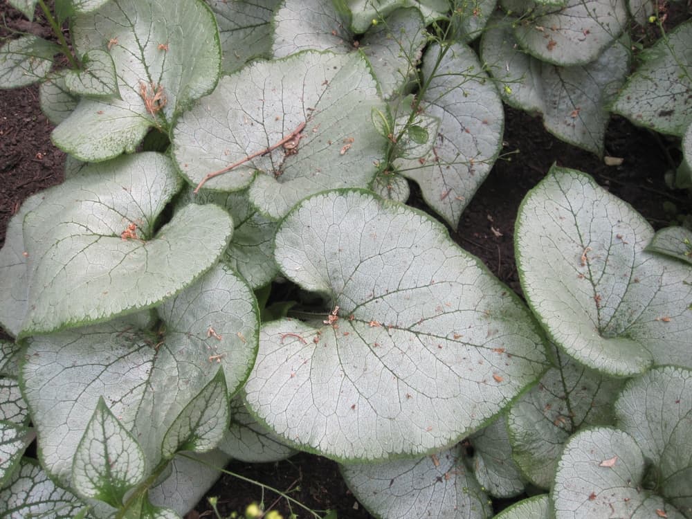 leaves of Siberian bugloss 'Looking Glass' covering a large patch of soil
