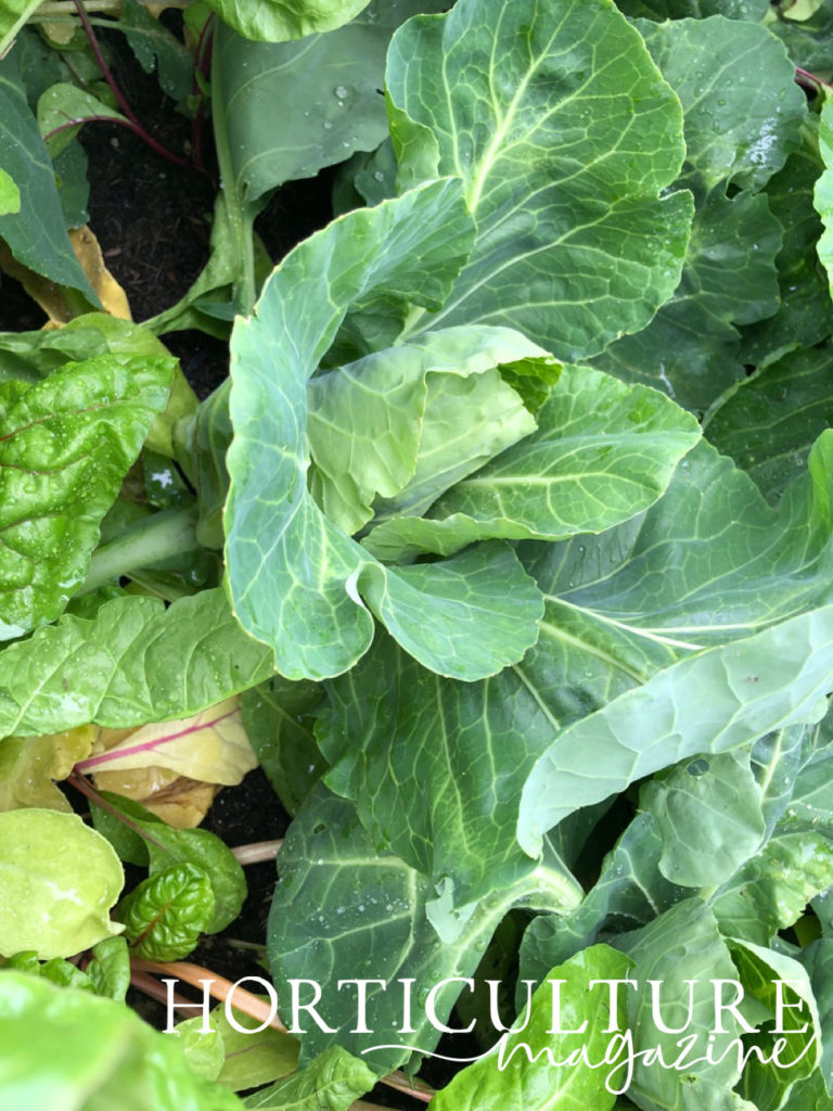 A cabbage plant growing in a planter that is full of leaves of various colours and sizes