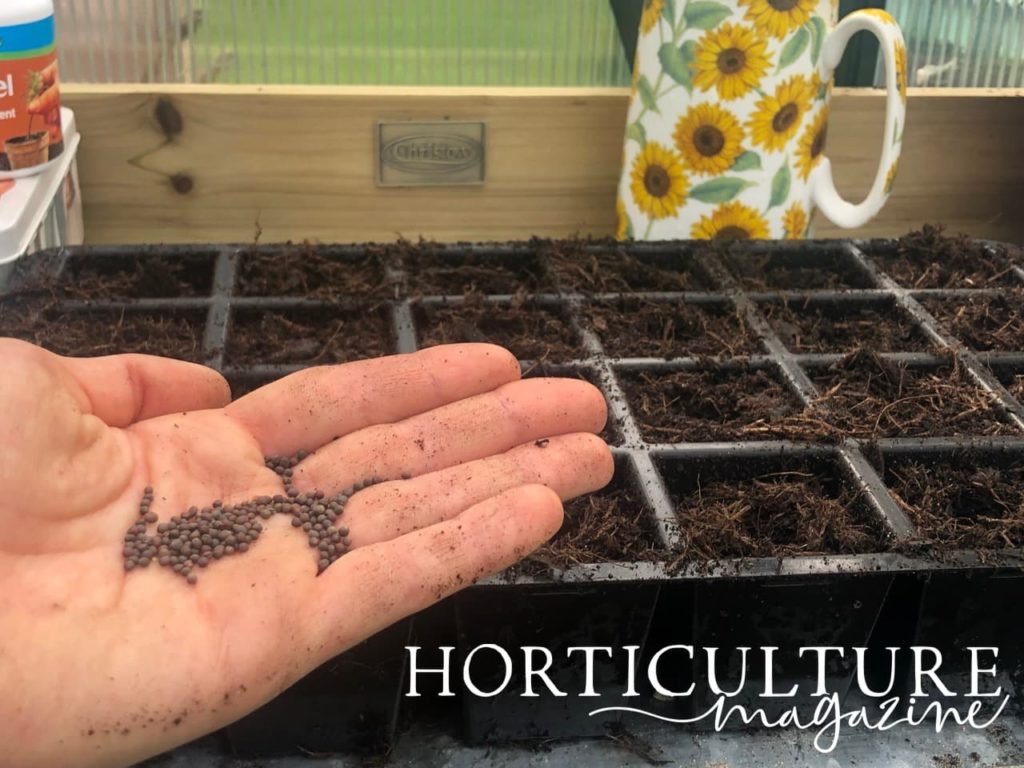 outstretched palm with cabbage seeds ready to be sown