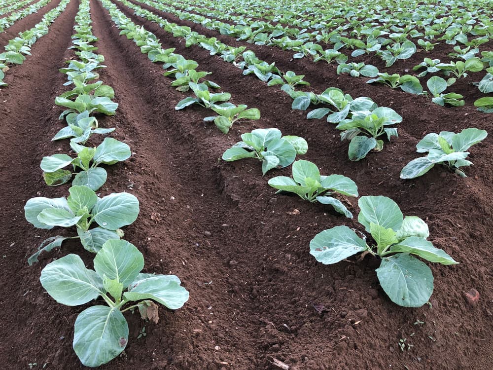 rows of cabbage plants thinned out in maturity