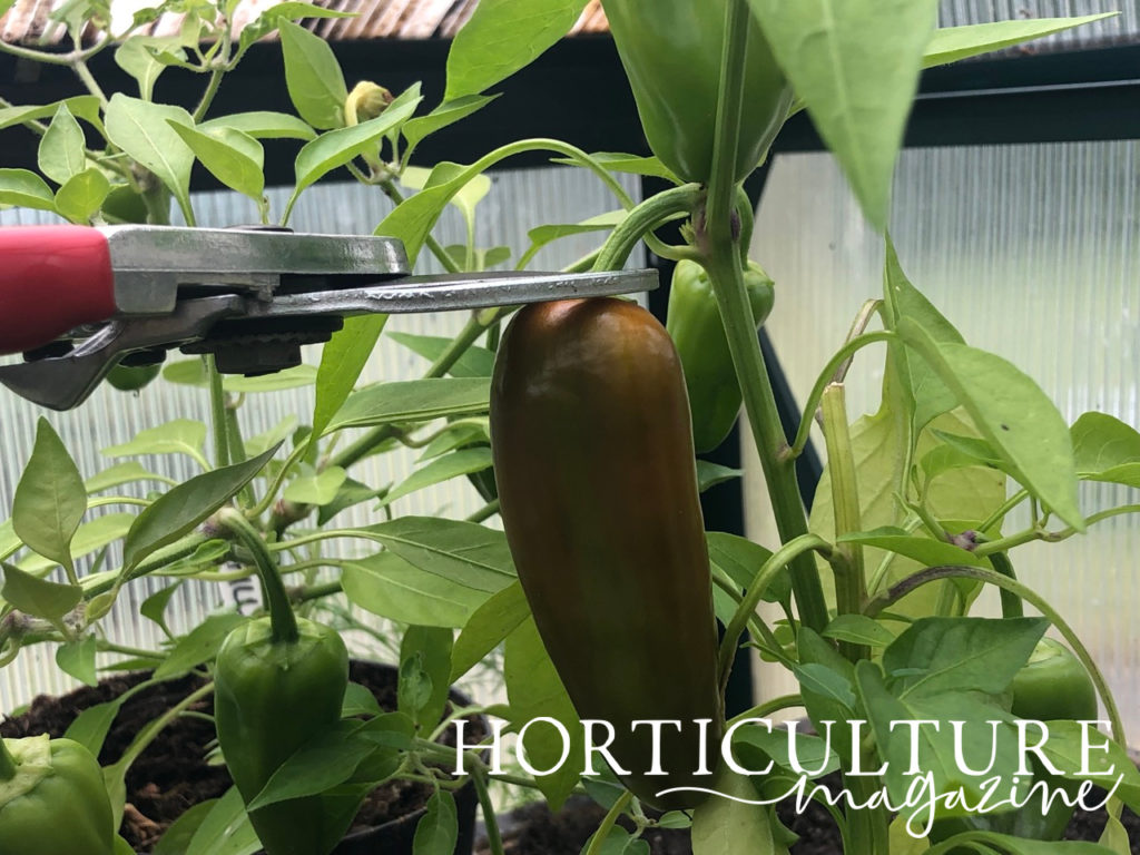 a greenish-orange chilli pepper fruit being harvested by a pair of gardening secateurs