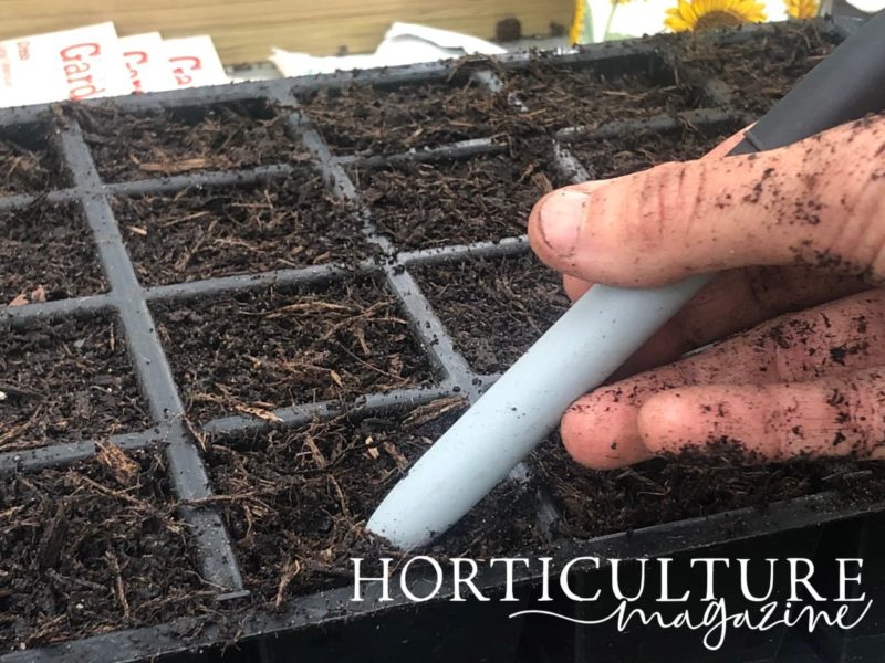 Sowing Onions From Seed In 5 Steps Horticulture.co.uk