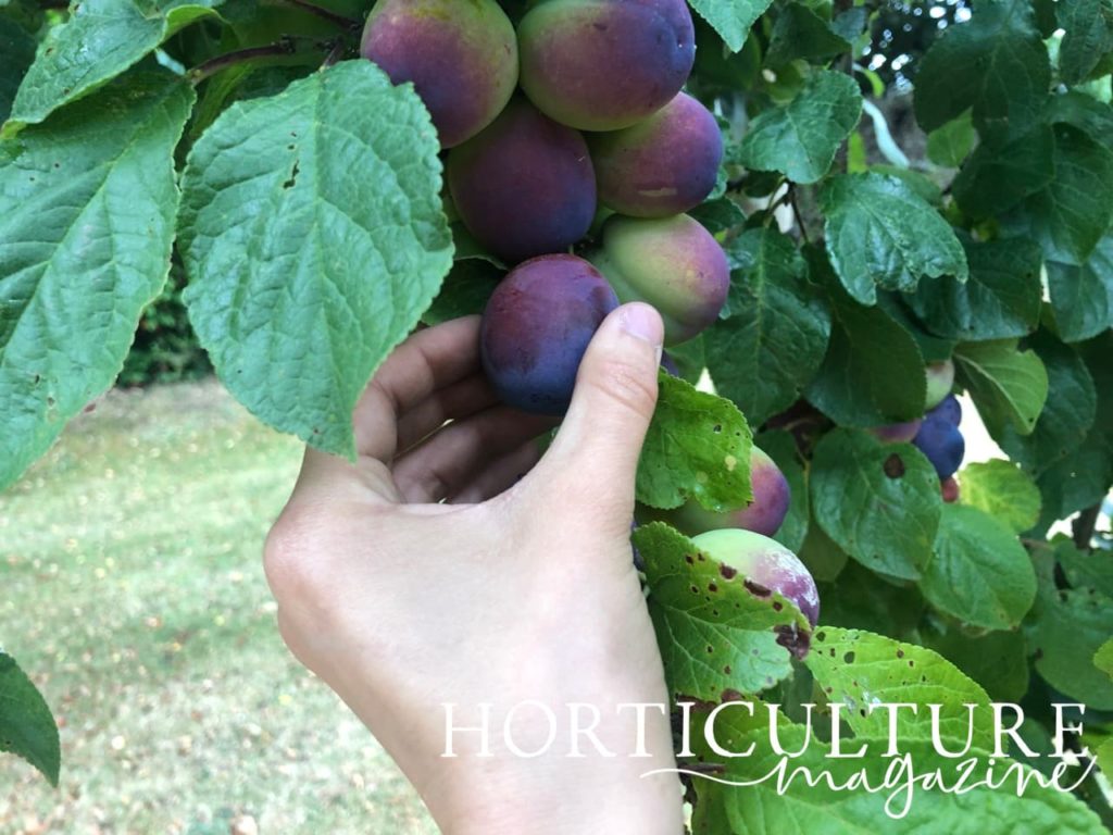 hand shown picking plum with thumb and forefingers
